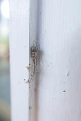 Araneidae