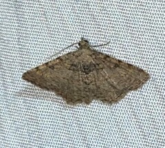 Digrammia gnophosaria