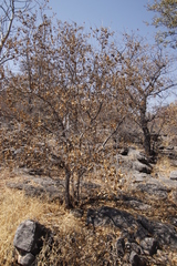 Combretum