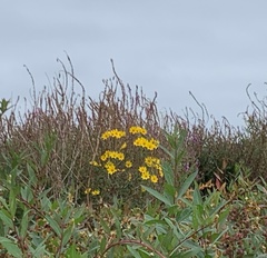 Bidens trichosperma