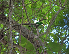 Calyptomena whiteheadi