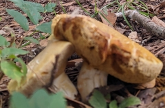 Xerocomellus chrysenteron