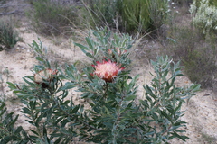 Protea susannae