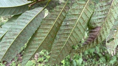 Castanea crenata