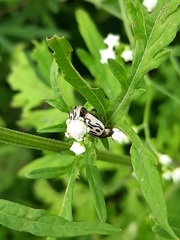 Zygogramma bicolorata