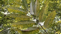 Castanea crenata