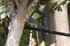 Cyanopica cyanus