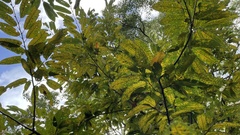 Castanea crenata