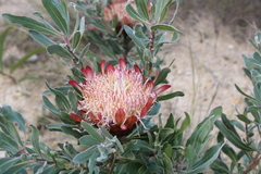 Protea susannae
