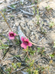 Diascia capensis