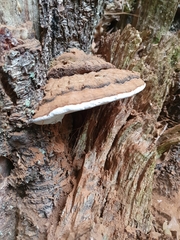 Ganoderma brownii