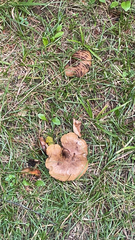 Paxillus