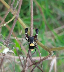 Stegodyphus tibialis