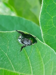 Popillia japonica