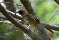 Pterorhinus perspicillatus