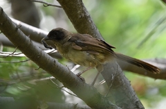 Pterorhinus perspicillatus