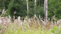 Miscanthus sinensis