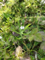 Achillea alpina camtschatica