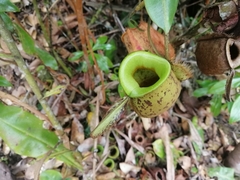 Nepenthes ampullaria