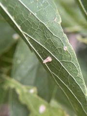 Celticecis aciculata
