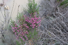 Erica propinqua