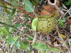 Nepenthes ampullaria