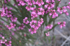 Erica propinqua