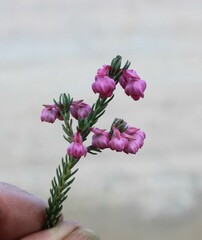 Erica propinqua