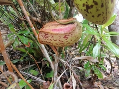 Nepenthes ampullaria