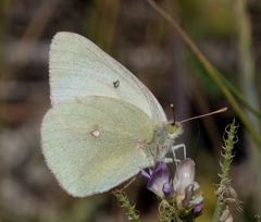 Colias christina