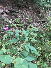 Lespedeza frutescens