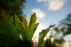 Liriomyza artemisicola