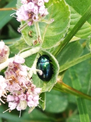 Chrysolina
