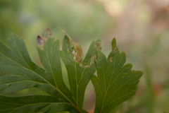 Liriomyza artemisicola