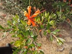 Lambertia inermis