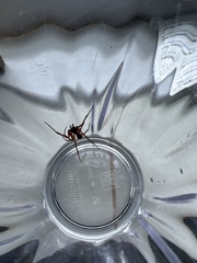 Steatoda nobilis