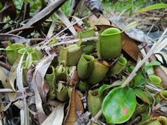 Nepenthes ampullaria