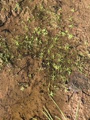 Callitriche
