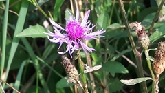 Centaurea