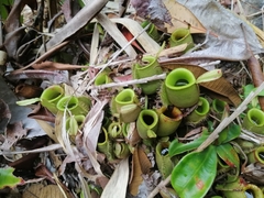 Nepenthes ampullaria