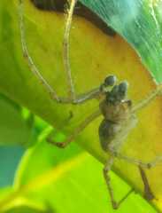 Allagelena gracilens