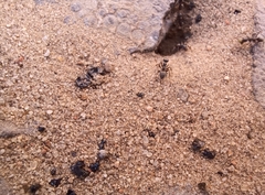 Formica cinerea