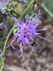 Augochlora pura