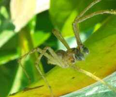 Allagelena gracilens