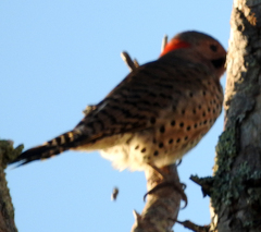 Colaptes auratus