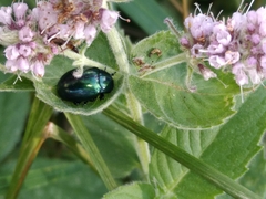Chrysolina