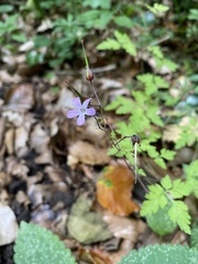 Geranium robertianum