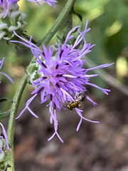 Augochlora pura