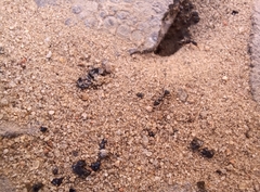 Formica cinerea