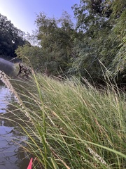 Sporobolus alterniflorus